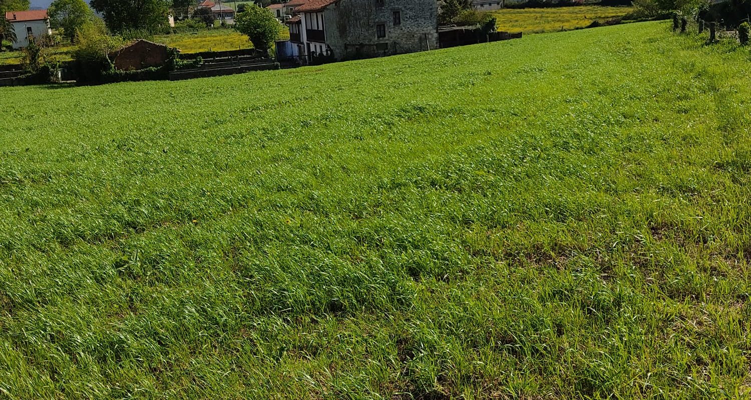 Orejo; Cantabria; Ref: mo3258