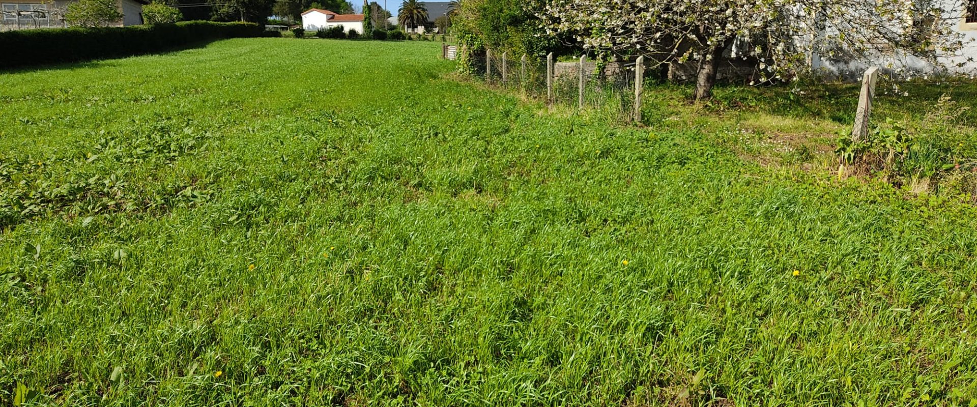 Orejo; Cantabria; Ref: mo3258